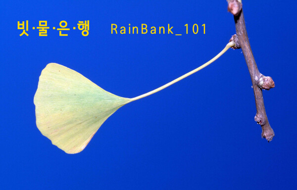 빗물도 은행에 저금한다… 가든프로젝트, 빗물은행 ‘레인뱅크_101’ 설립